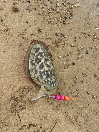 コウイカの釣果