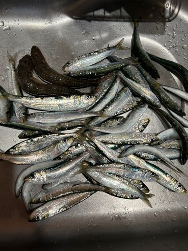 釣果