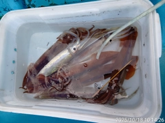 スルメイカの釣果