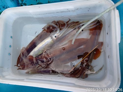 スルメイカの釣果