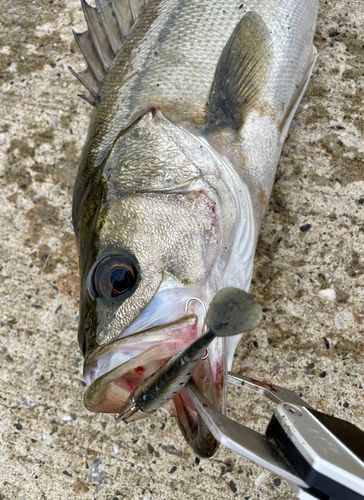 フッコ（マルスズキ）の釣果