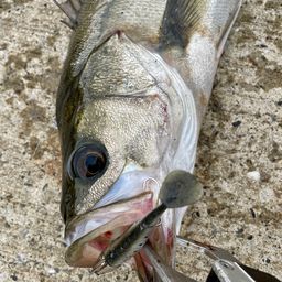 フッコ（マルスズキ）