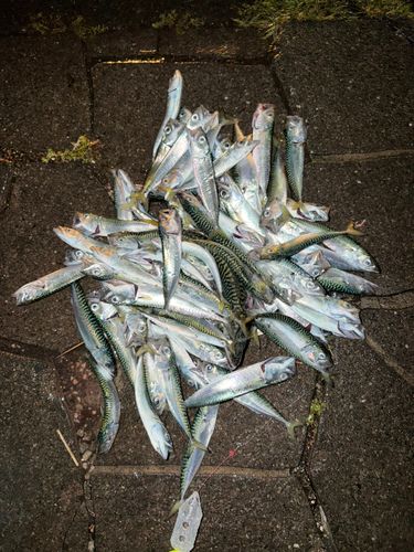 サバの釣果