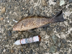 オオモンハタの釣果