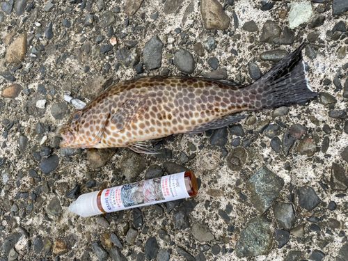 オオモンハタの釣果