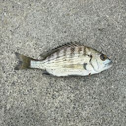 クロダイ