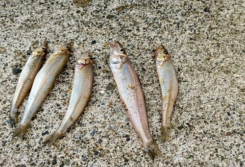 シロギスの釣果