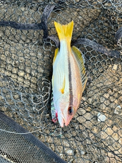 タテフエダイの釣果