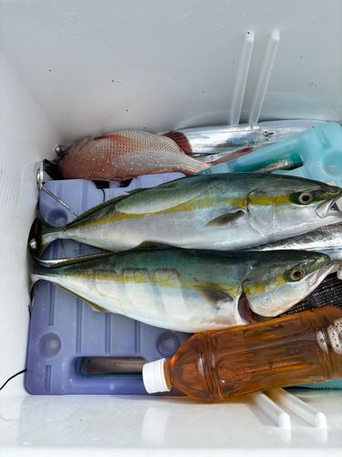 ハマチの釣果