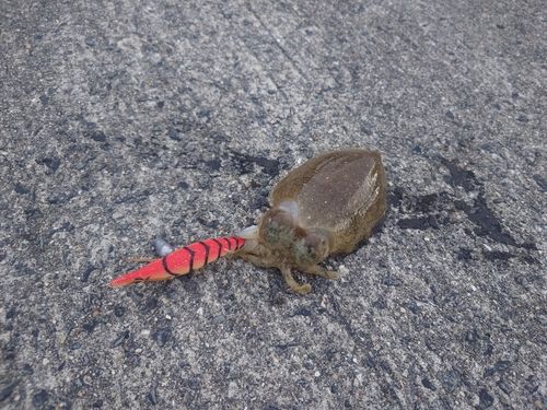 コウイカの釣果