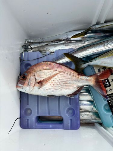 タイの釣果