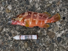アカハタの釣果