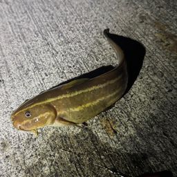 ゴンズイ