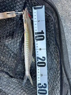 カマスの釣果