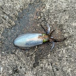 アオリイカ