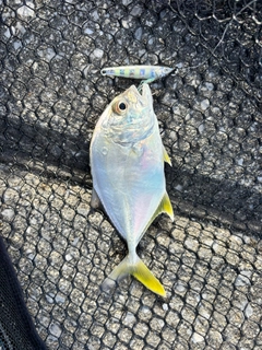 メッキの釣果