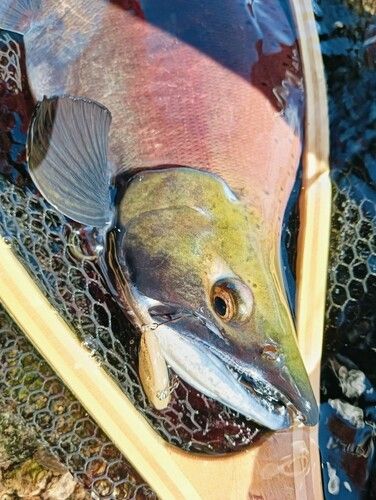 ブリの釣果