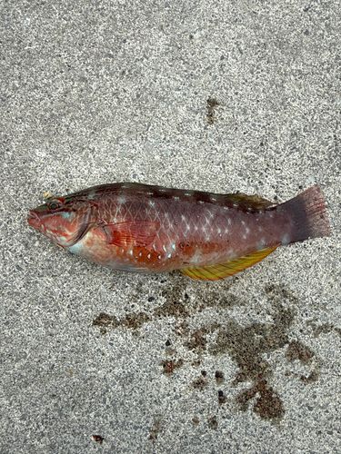 シロクラベラの釣果