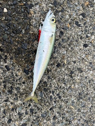 サバの釣果