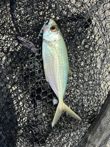 メアジの釣果