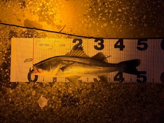 フッコ（マルスズキ）の釣果