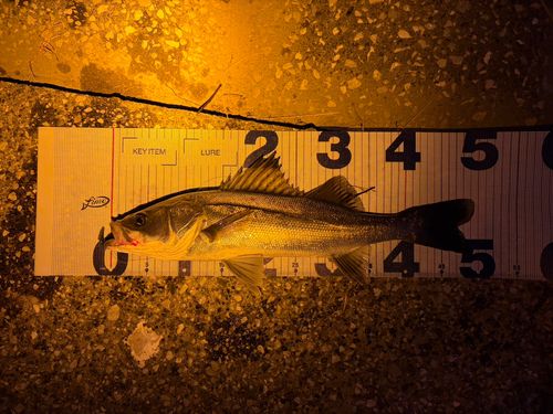 フッコ（マルスズキ）の釣果