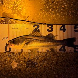 フッコ（マルスズキ）