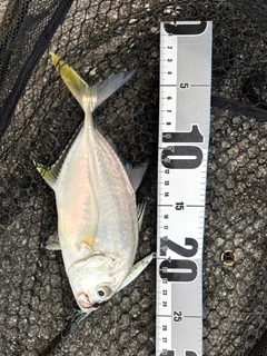 オニヒラアジの釣果