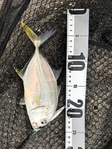 オニヒラアジの釣果
