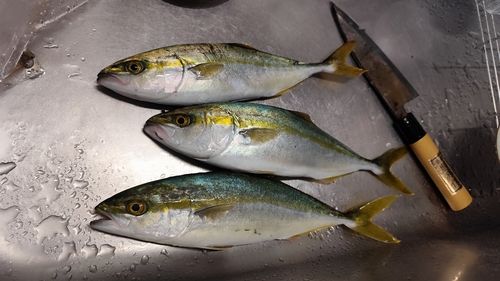 ワカシの釣果