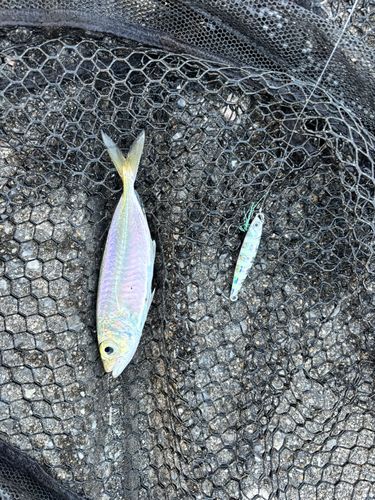 メアジの釣果