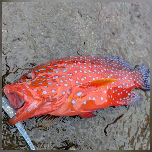 ユカタハタの釣果