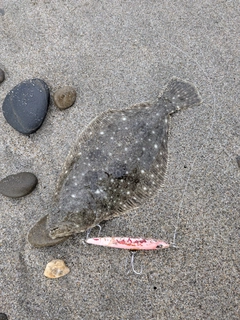 ソゲの釣果
