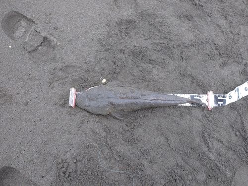 マゴチの釣果