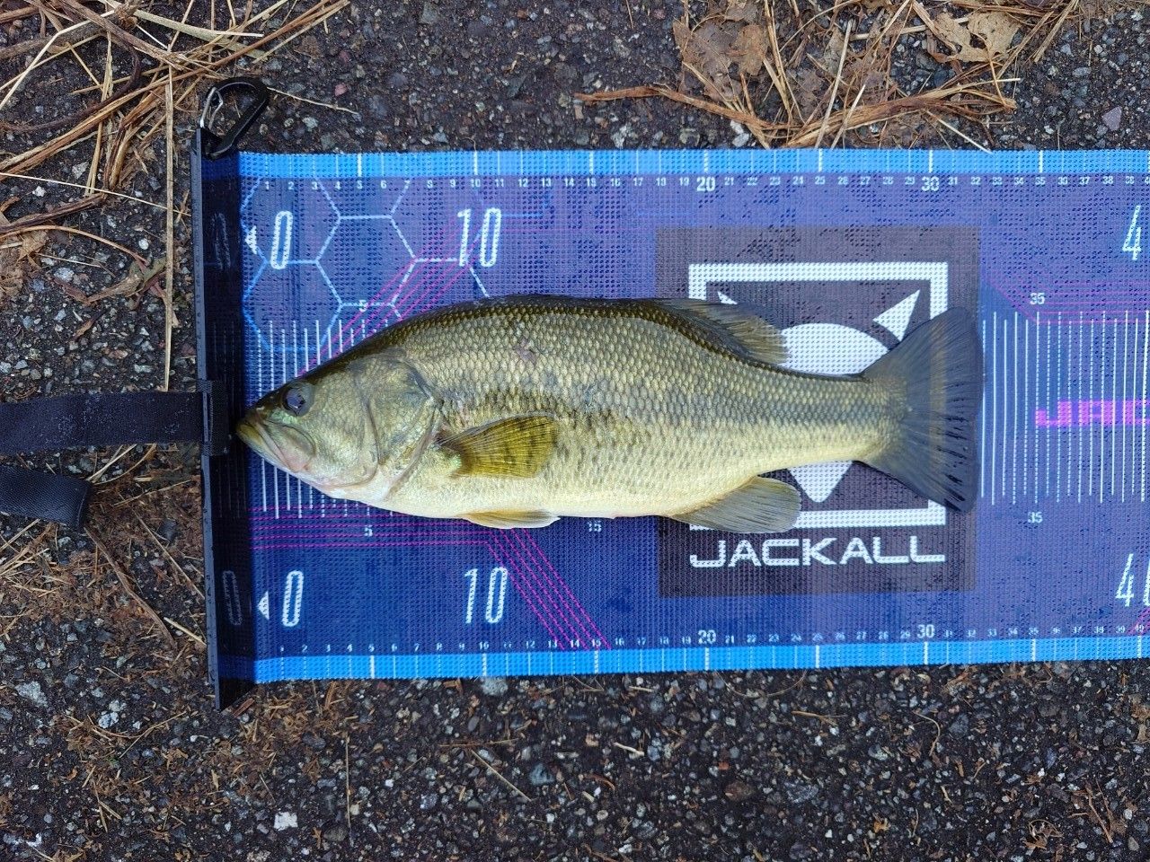 SHIMANO 21ポイズングロリアス 266Lの最安値・インプレ・釣果 | 本音の