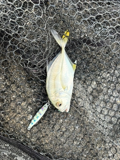 メッキの釣果