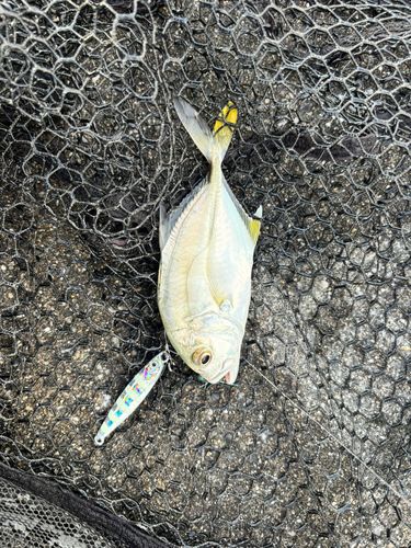 メッキの釣果
