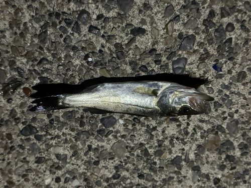 ブリの釣果