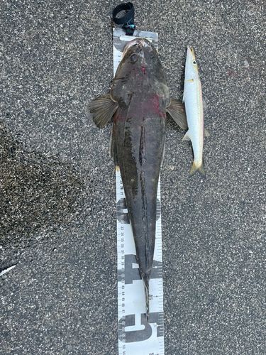 コチの釣果