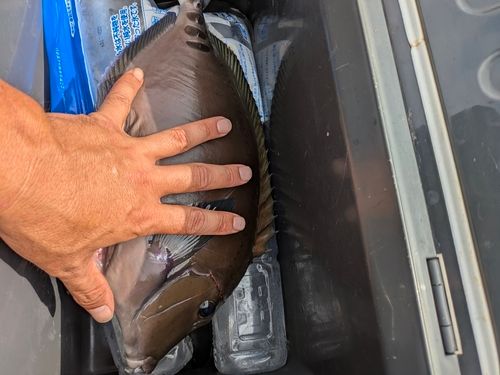 サンノジの釣果