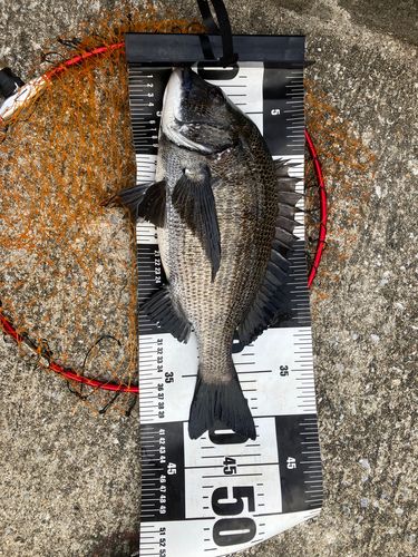 チヌの釣果