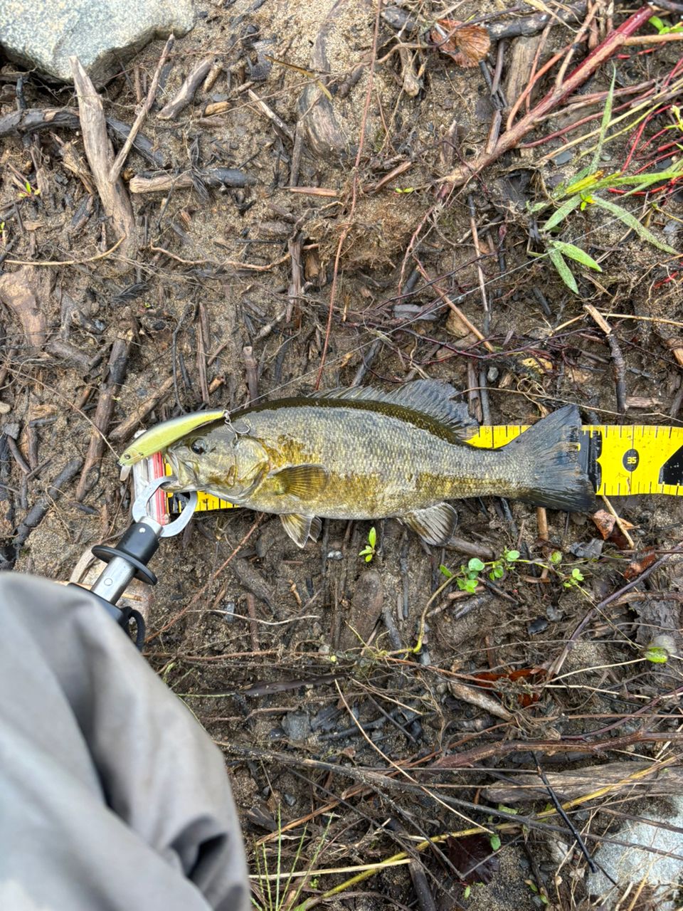 スモールマウスバス