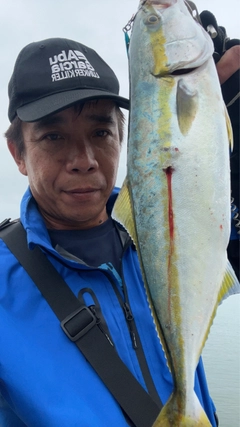 ヤズの釣果