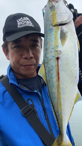 ヤズの釣果
