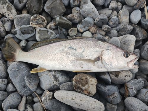 ニベの釣果