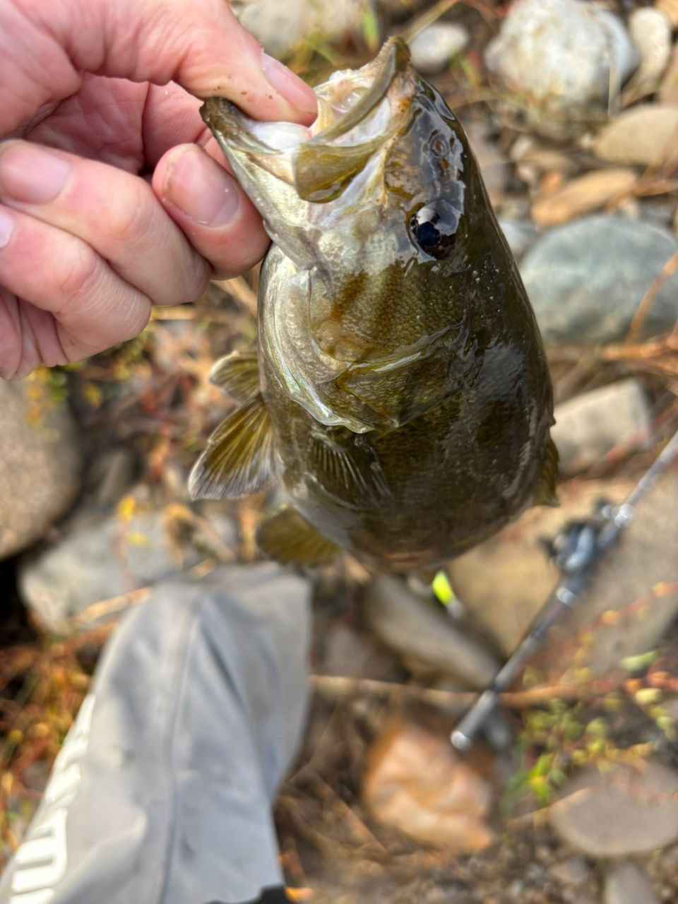 スモールマウスバス