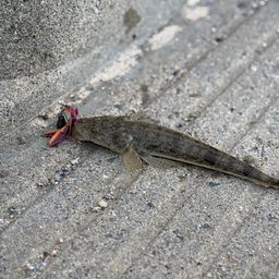 マゴチ