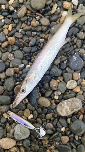 アカカマスの釣果