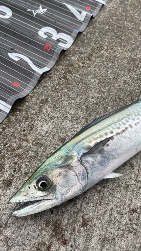 サゴシの釣果