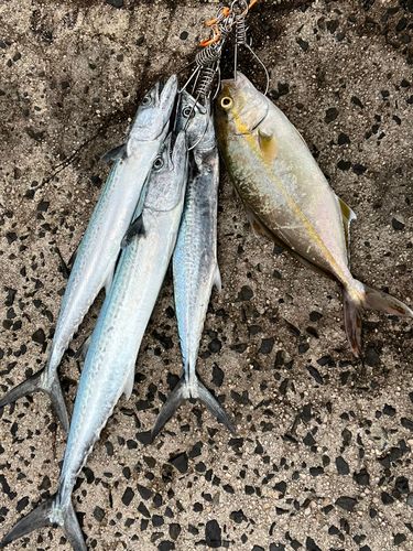 サゴシの釣果